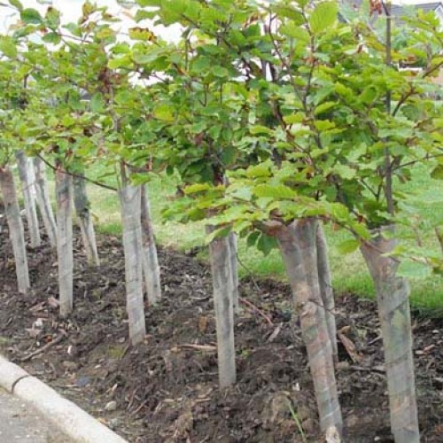 Spiral Tree Guards 45cm Tall | ScotPlants Direct